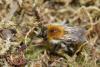 Bombus pascuorum